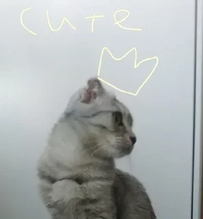 Sticker from Стеша и другие VIP кошки