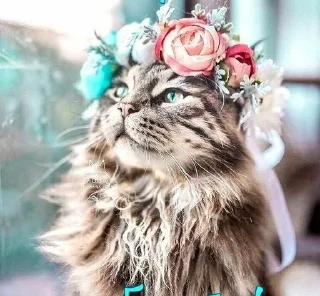 👸 emoji Стеша и другие VIP кошки Telegram sticker 12 of 52