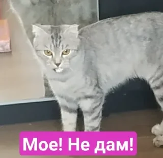 Sticker from Стеша и другие VIP кошки