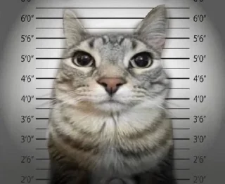 🌟 emoji добрые котики Telegram sticker 23 of 120