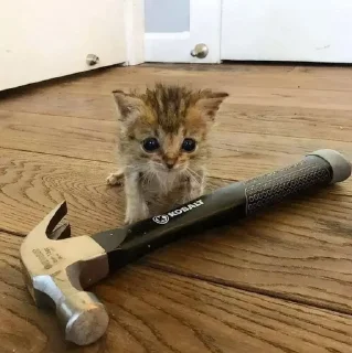 🌟 emoji добрые котики Telegram sticker 22 of 120
