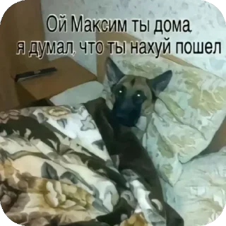 Sticker from Котики