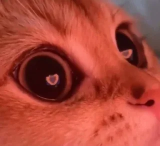 😍 emoji котики) Telegram sticker 8 of 11