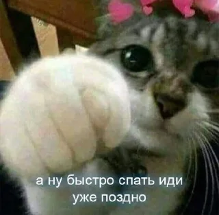 🥱 emoji котики) Telegram sticker 5 of 11