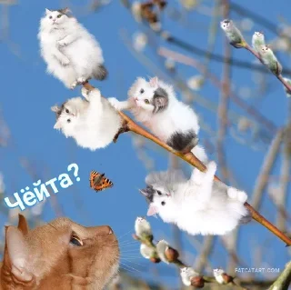 ⁉ emoji Котики Telegram sticker 11 of 25