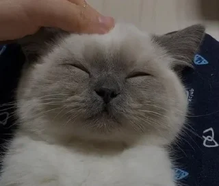 ☺️ emoji котики) Telegram sticker 9 of 11