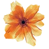 🤩 emoji 𝐅𝐥𝐨𝐰𝐞𝐫𝐬 🌸 @EVXSSQ Telegram sticker 14 of 73