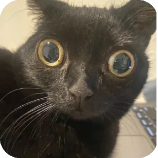 🐱 emoji Ещкере Telegram sticker 5 of 52