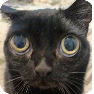 🐱 emoji Ещкере Telegram sticker 22 of 52