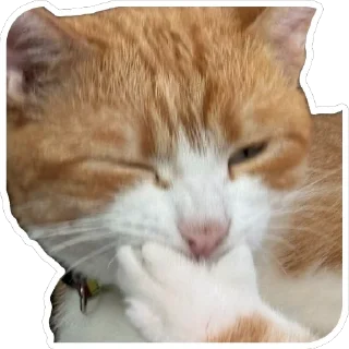 Sticker from Кот Луч