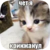 🌟 emoji cat fr @W0JGH :: Telegram sticker 22 of 49