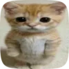 🌟 emoji cat fr @W0JGH :: Telegram sticker 12 of 49