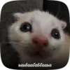 🌟 emoji cat fr @W0JGH :: Telegram sticker 5 of 49
