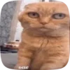 🌟 emoji cat fr @W0JGH :: Telegram sticker 20 of 49