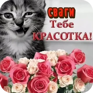 🐱 emoji KotikiSwaga Telegram sticker 23 of 23
