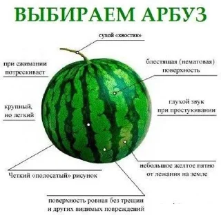 🍉 emoji люлю Telegram sticker 9 of 41