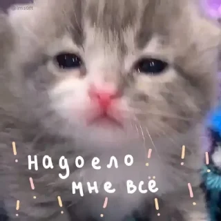 Sticker from Dutch Hamster