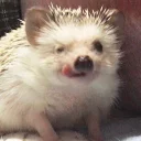 😝 emoji Ежи Telegram sticker 6 of 15
