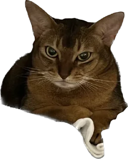 Sticker from Кот Пётр