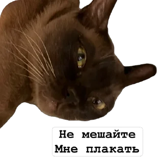 🐱 emoji Арчи Telegram sticker 20 of 24