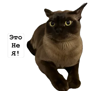 🐱 emoji Арчи Telegram sticker 21 of 24