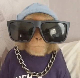 😎 emoji monkey 🐵 Telegram sticker 22 of 39