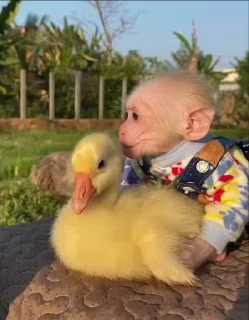🦆 emoji monkey 🐵 Telegram sticker 24 of 39