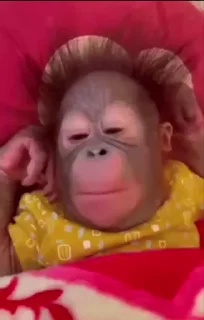 🌞 emoji monkey 🐵 Telegram sticker 17 of 39