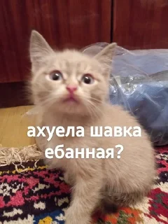 😡 emoji Яша и его фразы Telegram sticker 11 of 15