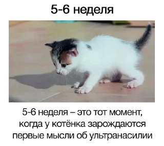 Sticker from его разум затуманен мыслями об ультранасилии