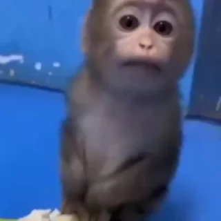 🐵 emoji Ещкере Telegram sticker 18 of 120