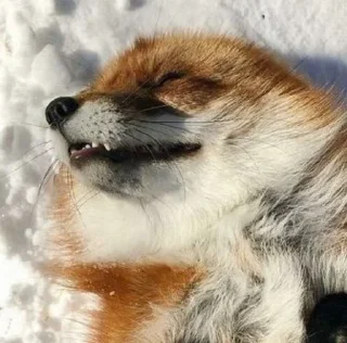 😴 emoji foxes🦊🧡 Telegram sticker 18 of 32