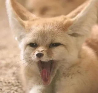 😴 emoji foxes🦊🧡 Telegram sticker 13 of 32