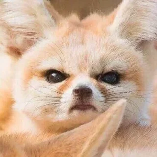 😡 emoji foxes🦊🧡 Telegram sticker 11 of 32