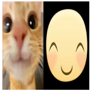 🙃 emoji cute animals 💗 Telegram sticker 10 of 59
