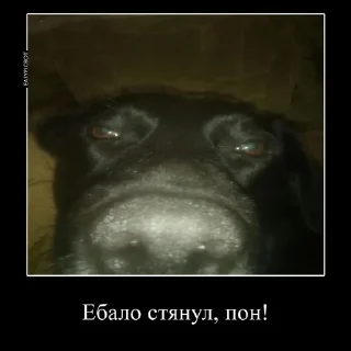 🌟 emoji Сын шлюхи Telegram sticker 10 of 24