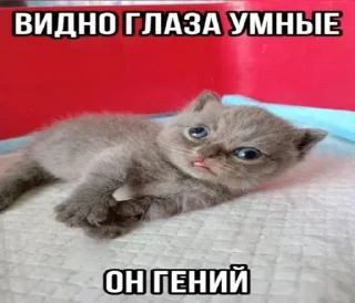 🤓 emoji Супер котики Telegram sticker 22 of 37