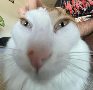 😀 emoji котики Telegram sticker 24 of 38