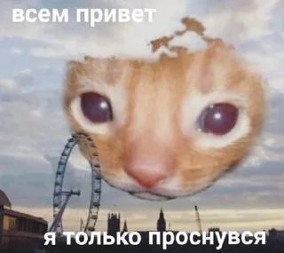 😀 emoji котики Telegram sticker 21 of 38
