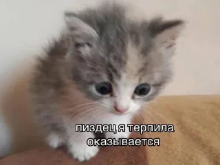🌟 emoji мудяра Telegram sticker 9 of 119