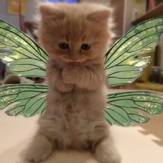 🌟 emoji Котики°°`@itz.Any0 Telegram sticker 11 of 15