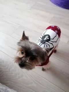 🕷️ emoji и я дрочу в 4:30 Telegram sticker 6 of 113