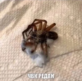 🕷️ emoji и я дрочу в 4:30 Telegram sticker 5 of 113