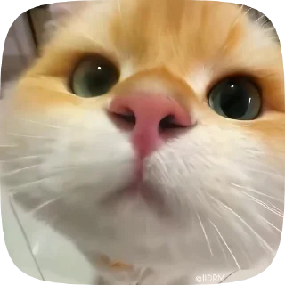 🫤 emoji 🐾 𝐩𝐚𝐜𝐤 ᴰᴿᴹ @IIDRM Telegram sticker 9 of 48