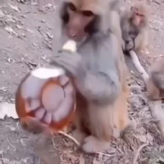 🐵 emoji Больше стикеров –> @striketop 🚂 Telegram sticker 6 of 50