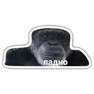 👌 emoji monkey Telegram sticker 5 of 18