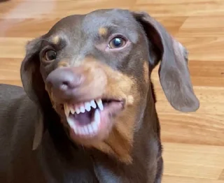 😬 emoji люсьен Telegram sticker 19 of 51