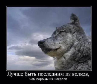 ☝️ emoji Каспийский волк Telegram sticker 6 of 34
