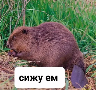 😋 emoji Бобр live matter Telegram sticker 14 of 19