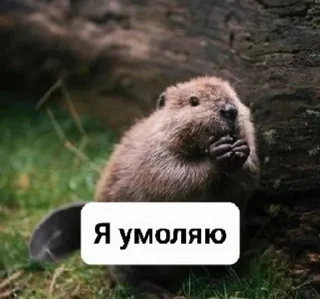 🥺 emoji Бобр live matter Telegram sticker 10 of 19